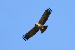 Aquila rapax