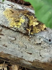 Xanthomendoza ulophyllodes
