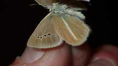 Polyommatus damon