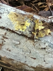 Xanthomendoza ulophyllodes