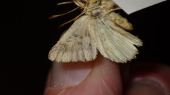 Muschampia lavatherae