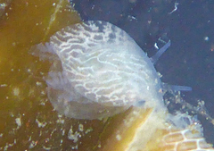 Corambe steinbergae