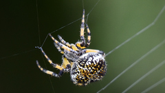 Neoscona orizabensis