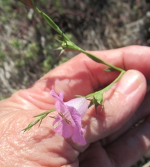 Agalinis heterophylla