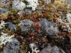 Deconica