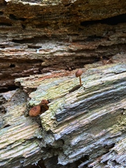 Flammulaster erinaceellus