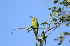 Merops viridissimus