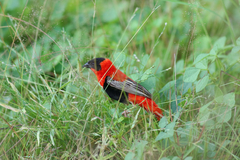 Euplectes franciscanus