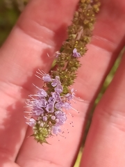 Mentha longifolia
