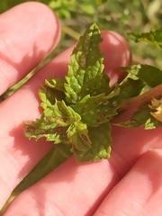 Mentha longifolia