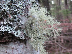 Usnea cornuta