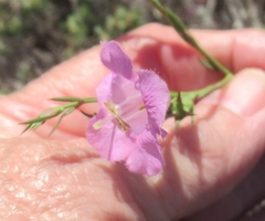 Agalinis heterophylla