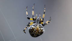 Neoscona orizabensis