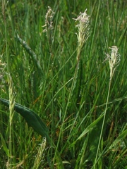 Anthoxanthum odoratum