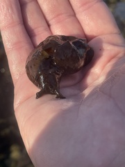 Aplysia californica