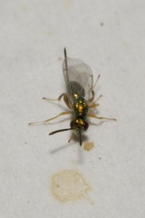 Torymidae