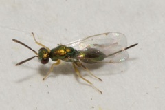 Torymidae