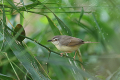 Prinia subflava