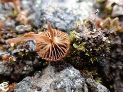 Deconica