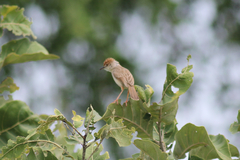 Cisticola
