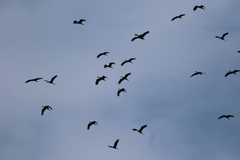 Anastomus lamelligerus