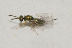 Torymidae