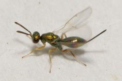 Torymidae