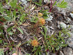 Sedum lanceolatum