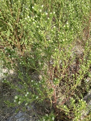 Symphyotrichum ciliatum
