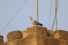 Columba guinea