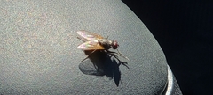 Muscoidea