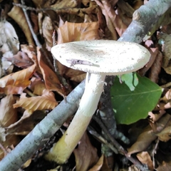 Amanita vaginata