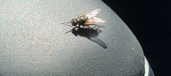 Muscoidea