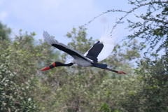 Ephippiorhynchus senegalensis