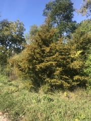 Juniperus virginiana
