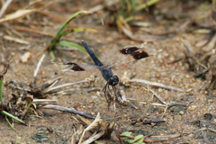 Brachythemis impartita