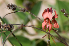 Indigofera sinusalgoae