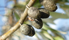 Anthocomus rufus