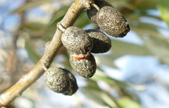 Anthocomus rufus