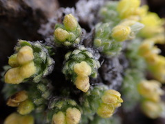 Draba oligosperma