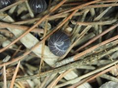 Armadillo officinalis