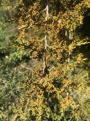 Juniperus virginiana