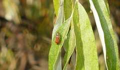 Anthocomus rufus