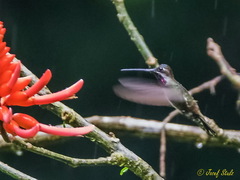 Heliomaster longirostris