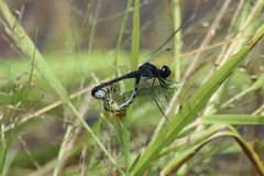 Diplacodes lefebvrii