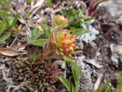Sedum lanceolatum