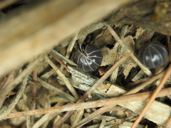 Armadillo officinalis