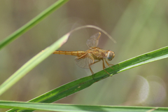 Crocothemis
