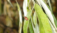 Anthocomus rufus