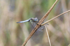 Palpopleura deceptor